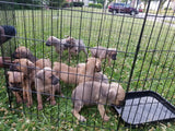 Tony / Cane Corso - Cleveland Ohio $1,500
