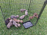Tony / Cane Corso - Cleveland Ohio $1,500