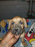 Tony / Cane Corso - Cleveland Ohio $1,500