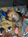 Tony / Cane Corso - Cleveland Ohio $1,500