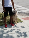 Tony / Cane Corso - Cleveland Ohio $1,500