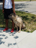 Tony / Cane Corso - Cleveland Ohio $1,500