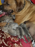Tony / Cane Corso - Cleveland Ohio $1,500
