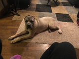 Tony / Cane Corso - Cleveland Ohio $1,500